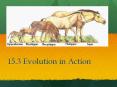 15.3 Evolution in Action PowerPoint PPT Presentation