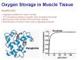 Oxygen Storage in Muscle Tissue PowerPoint PPT Presentation