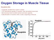 Oxygen Storage in Muscle Tissue