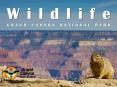 Wildlife: Grand Canyon National Park PowerPoint PPT Presentation
