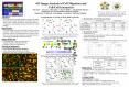 4-D Image Analysis of Cell Migration and PowerPoint PPT Presentation