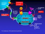 Presentazione di PowerPoint