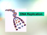 DNA Replicat