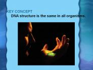 DNA