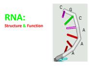 RNA: Structure
