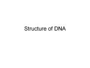 Structure of DNA