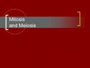Mitosis and Meiosis