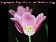 Angiosperm Reproduction and Biotechnology