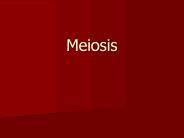 Meiosis