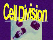 Cell Division