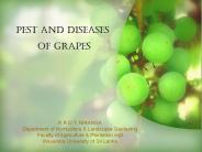 Fungal%20Diseases
