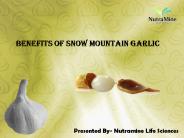 Benefits of Snow Mountain Garlic