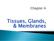 Tissues, Glands,