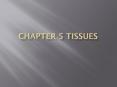 Chapter 5 Tissues PowerPoint PPT Presentation