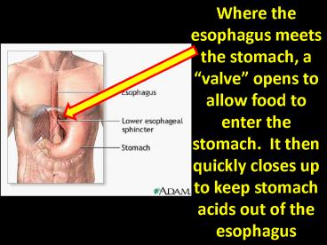 Where the esophagus meets the stomach, a 