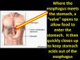 Where the esophagus meets the stomach, a  PowerPoint PPT Presentation
