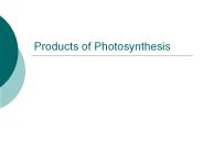 Products of Photosynthesis