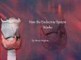 How the Endocrine System Works PowerPoint PPT Presentation