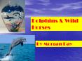 Dolphins PowerPoint PPT Presentation