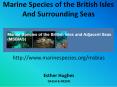 Marine Species of the British Isles And Surrounding Seas PowerPoint PPT Presentation