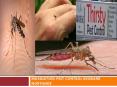 Mosquitoes Pest Control Brisbane Northside PowerPoint PPT Presentation
