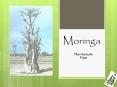 Moringa PowerPoint PPT Presentation