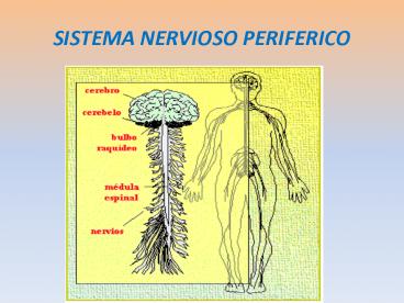 SISTEMA NERVIOSO PERIFERICO