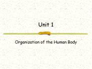 Organization of the Human Body