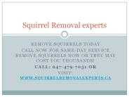 Squirrel Removal experts| Professional squirrel removal Toronto