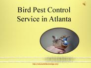 Bird Pest Control Service in Atlanta