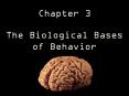 Chapter%203%20The%20Biological%20Bases%20of%20Behavior PowerPoint PPT Presentation