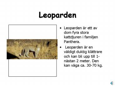Leoparden