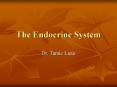 The Endocrine System PowerPoint PPT Presentation