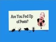 Preventing and Getting Rid of Common Pests UK