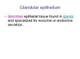 Glandular epithelium PowerPoint PPT Presentation