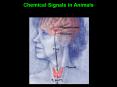 Chemical Signals in Animals PowerPoint PPT Presentation