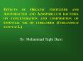 Effects of Organic fertilizer and Azotobacter and Azospirillum bacteria on concentration and composition of essential oil of coriander (Coriandrum sativum L.) PowerPoint PPT Presentation