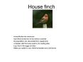 House finch PowerPoint PPT Presentation