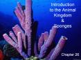 Introduction to the Animal Kingdom PowerPoint PPT Presentation
