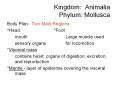 Kingdom:%20Animalia%20Phylum:%20Mollusca PowerPoint PPT Presentation