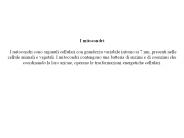 Presentazione di PowerPoint