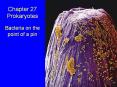 Chapter 27 Prokaryotes PowerPoint PPT Presentation