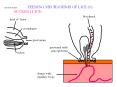 LICE AND FLEAS FEEDING MECHANISMS OF LICE (1) PowerPoint PPT Presentation
