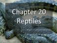 Chapter 20 Reptiles PowerPoint PPT Presentation