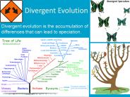 Divergent Evolution