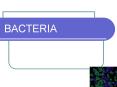 BACTERIA PowerPoint PPT Presentation