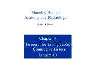 Tissues: The Living Fabric Connective Tissues