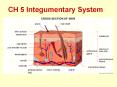 CH 5 Integumentary System PowerPoint PPT Presentation