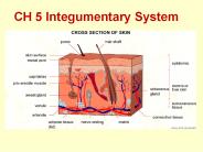 CH 5 Integumentary System