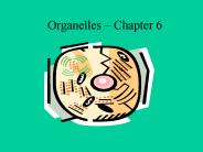 Organelles 
